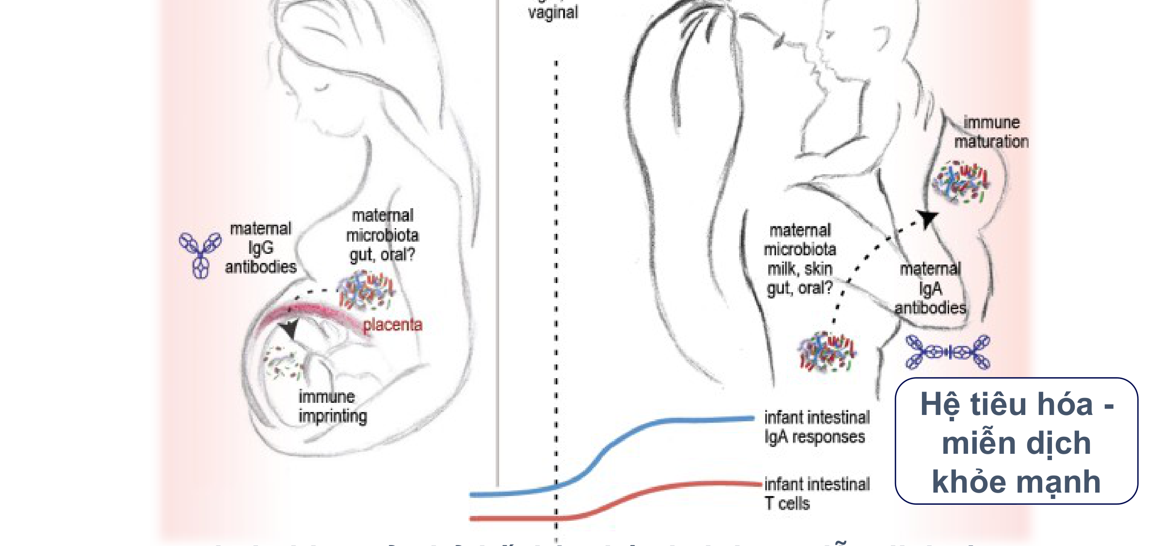 Perinatal Microbiota Transfer